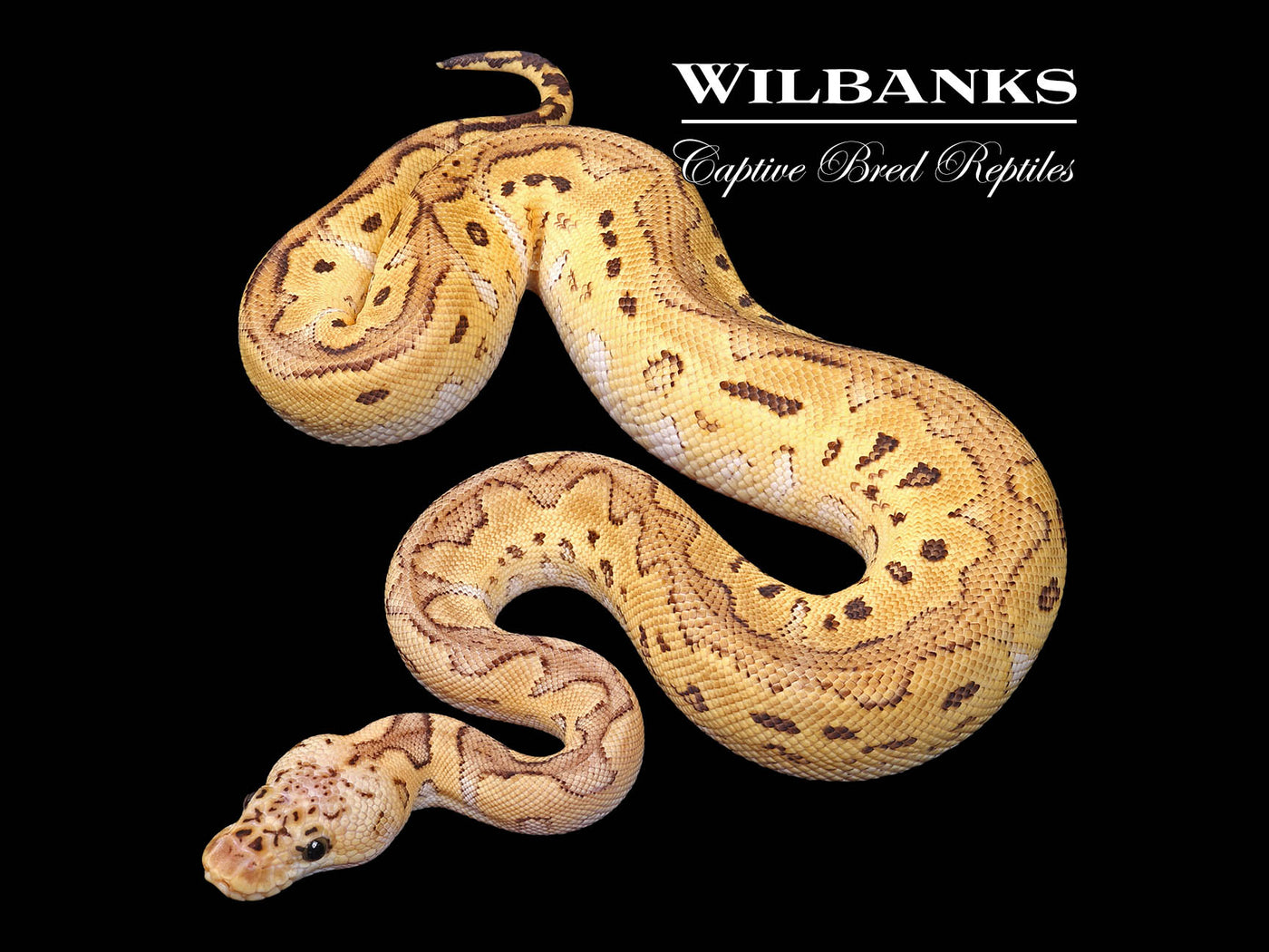 Pastel Special Clown Ball Python ♀ '24