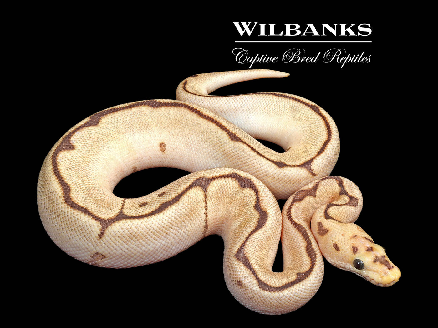 Fire Spider Clown Ball Python ♂ '24