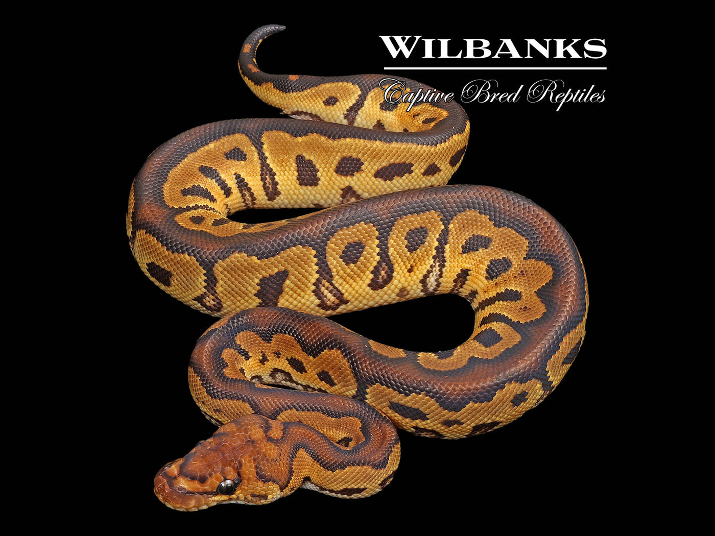 Clown 100% Het. Lavender Ball Python ♂ '24