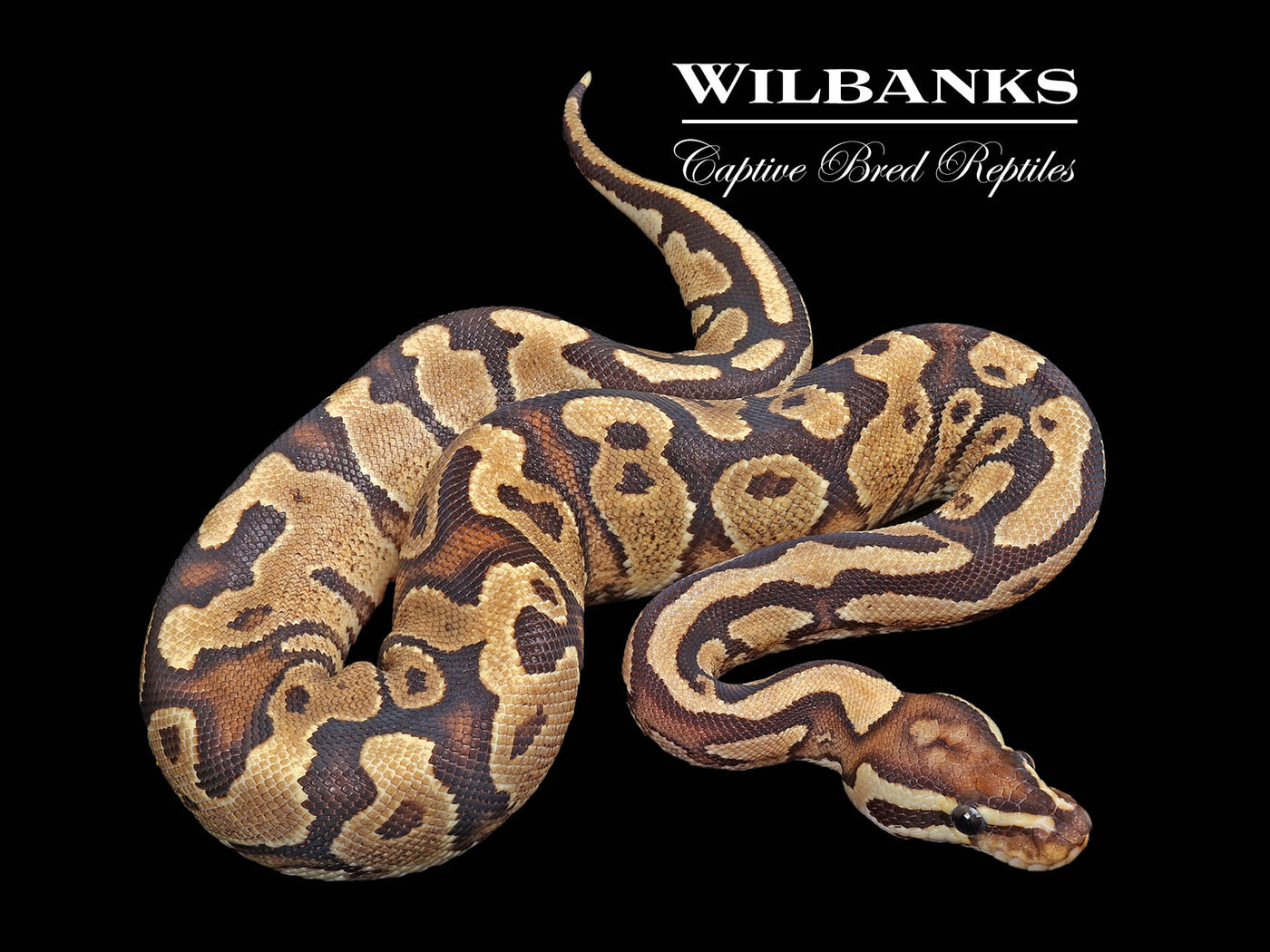 Fire Gravel Ball Python ♂ '24