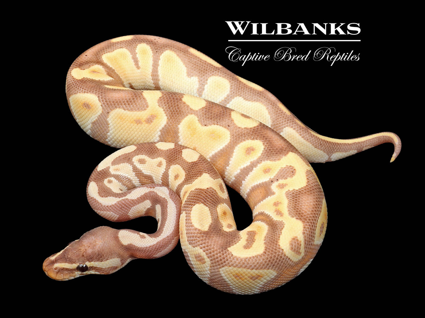 Banana Blackhead Mojave Enchi Ball Python ♂ '24