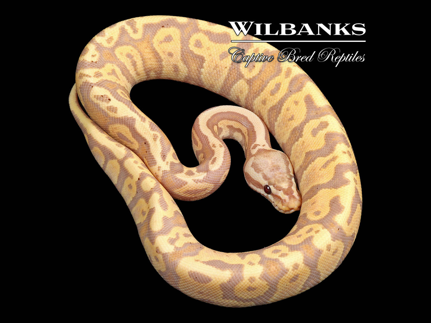 Banana Pastel Acid (Female Maker) Ball Python ♂ '24
