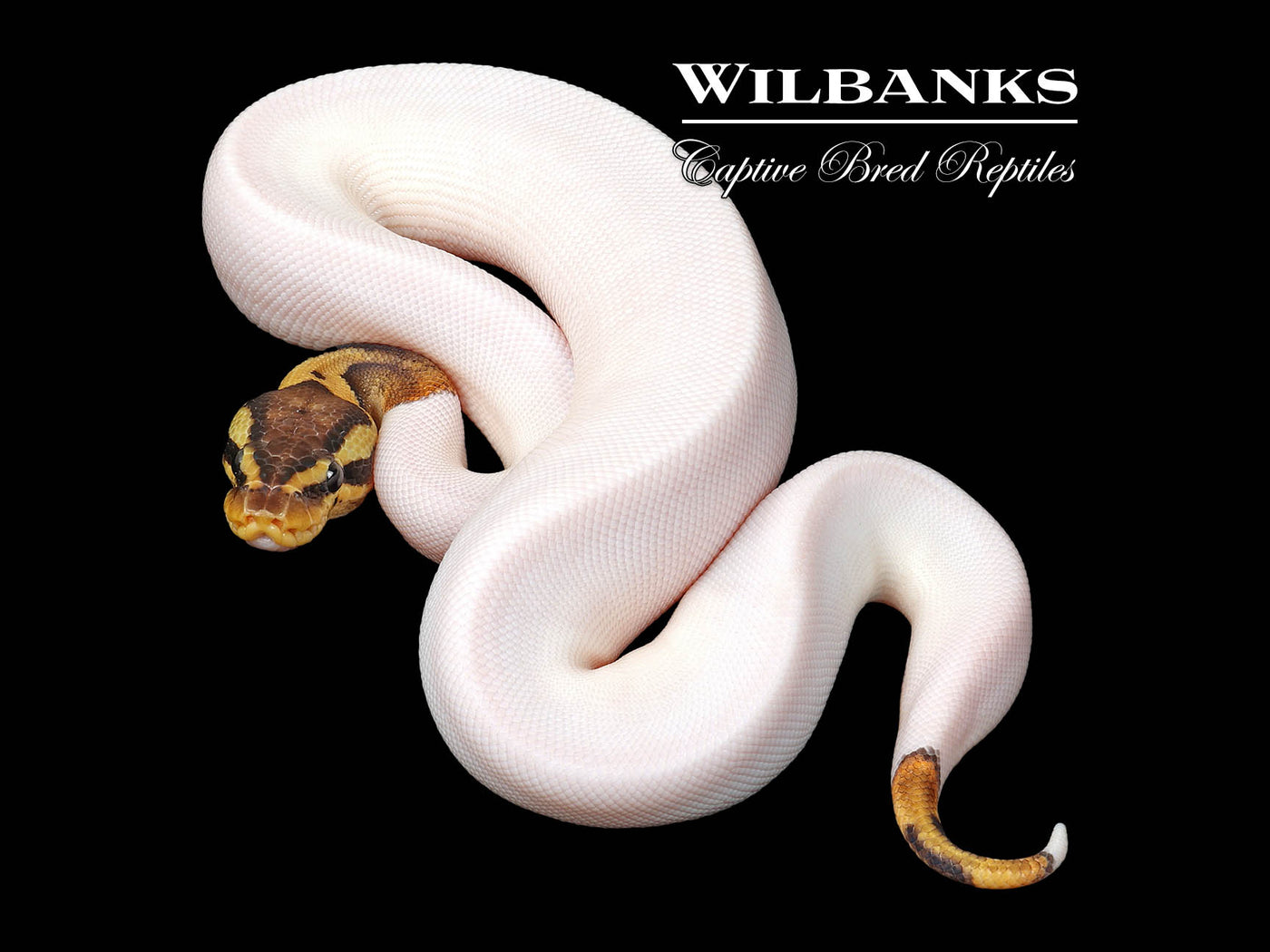 Pastel Pied Ball Python ♀ '25