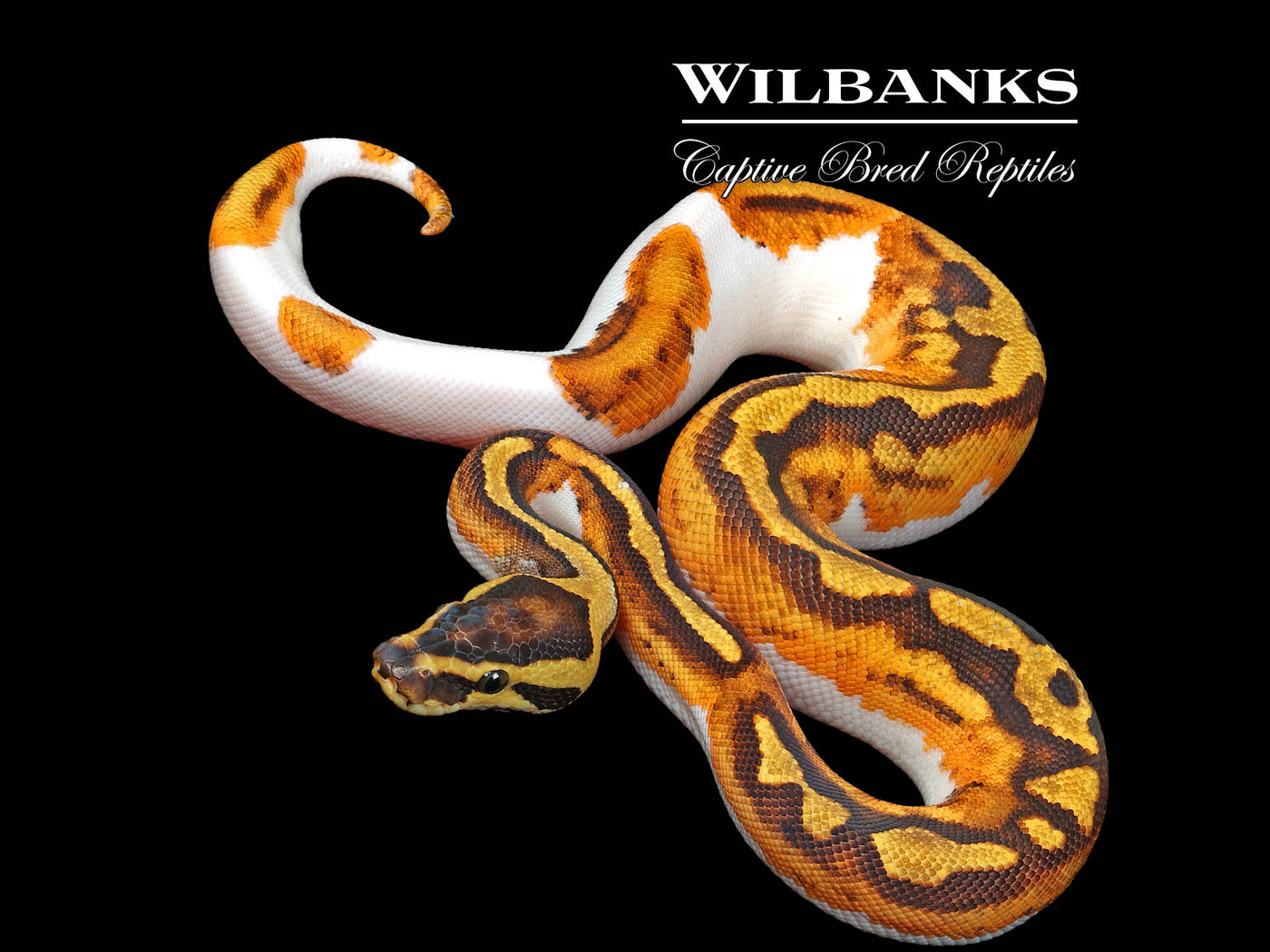 Asphalt Enchi Pied Ball Python ♀ '25