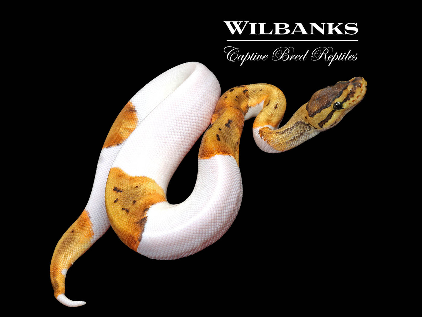 Pinstripe Pied Ball Python ♂ '25