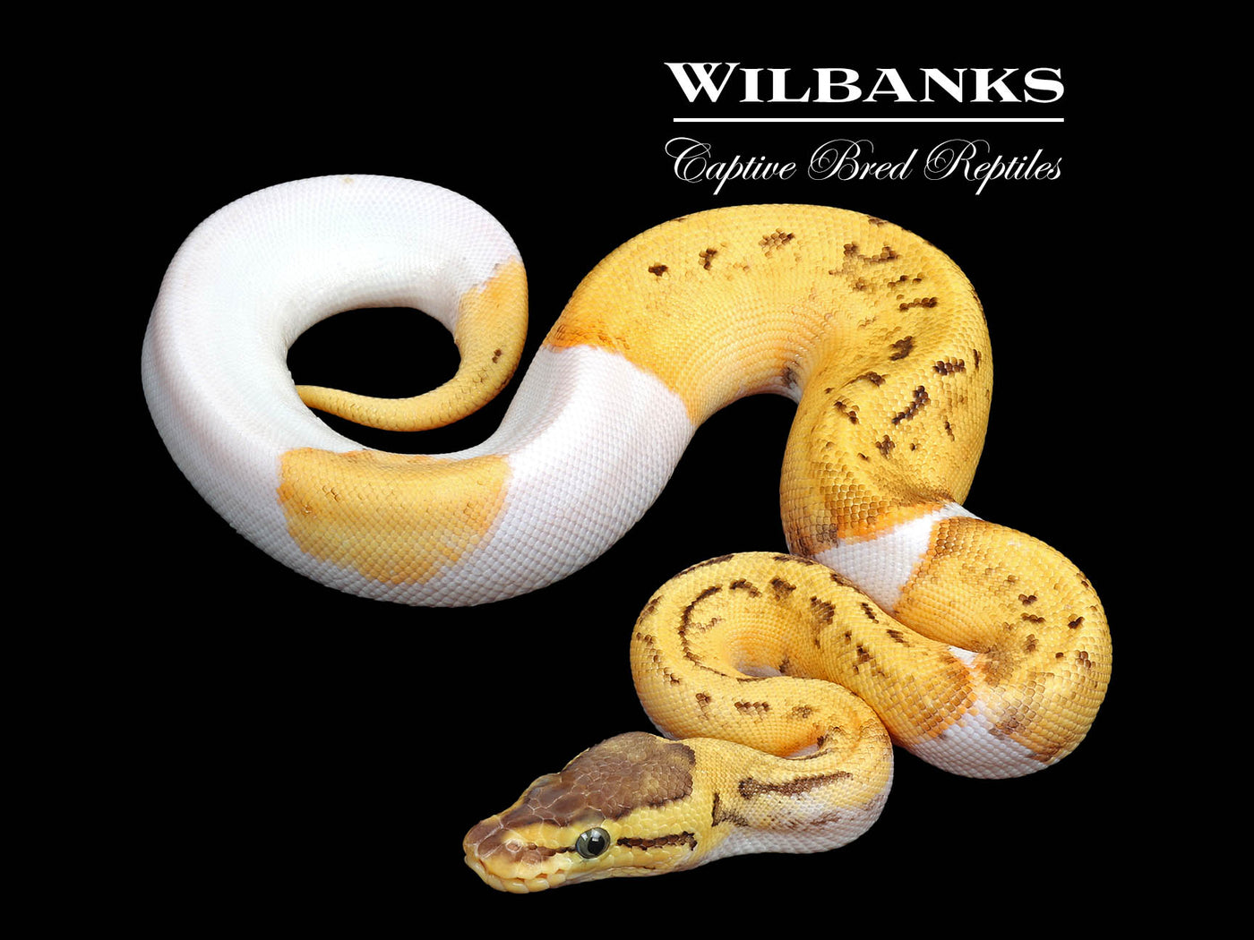 Lemon Blast Pied Ball Python ♀ '25