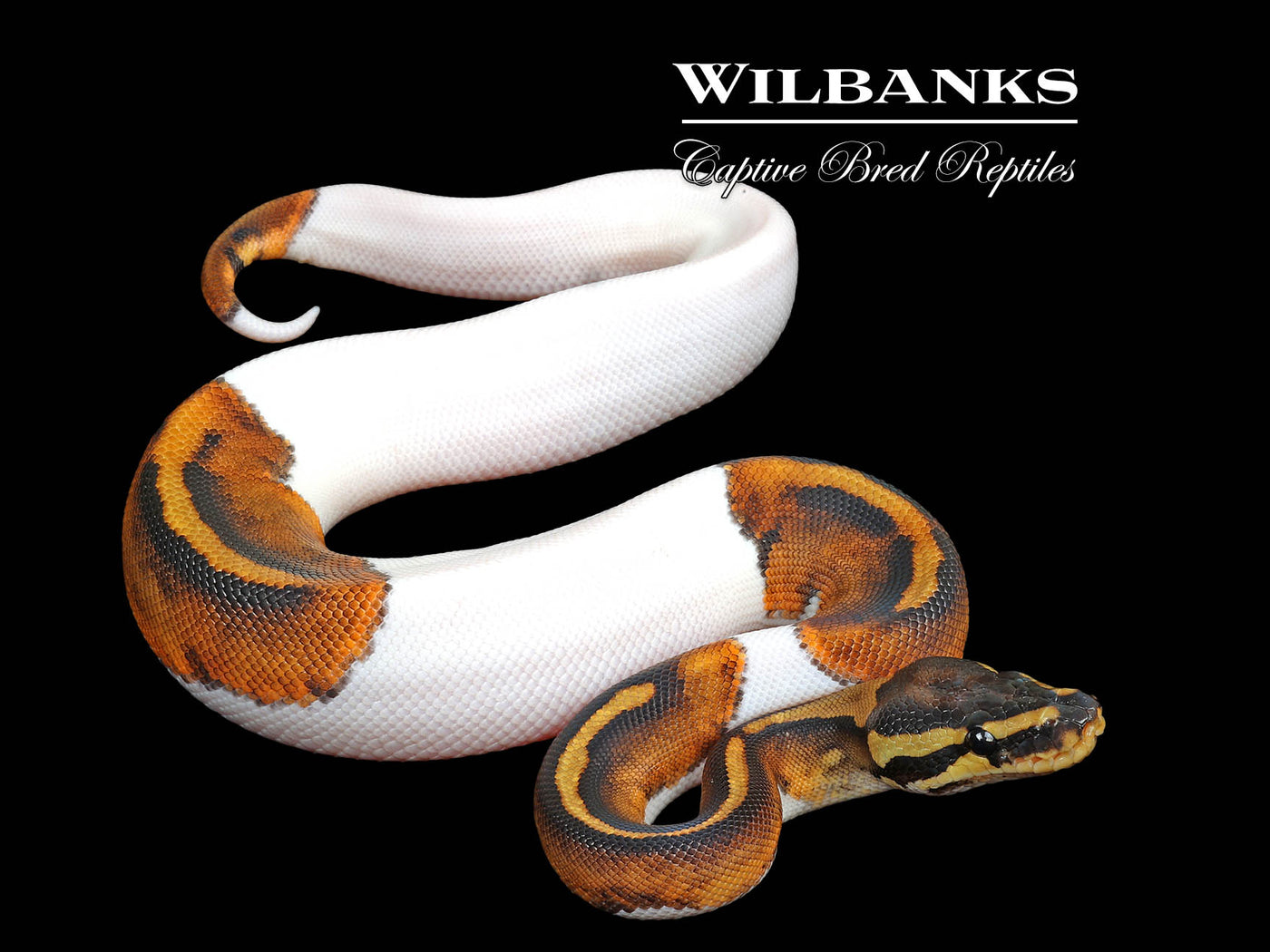 Pied Ball Python ♀ '25