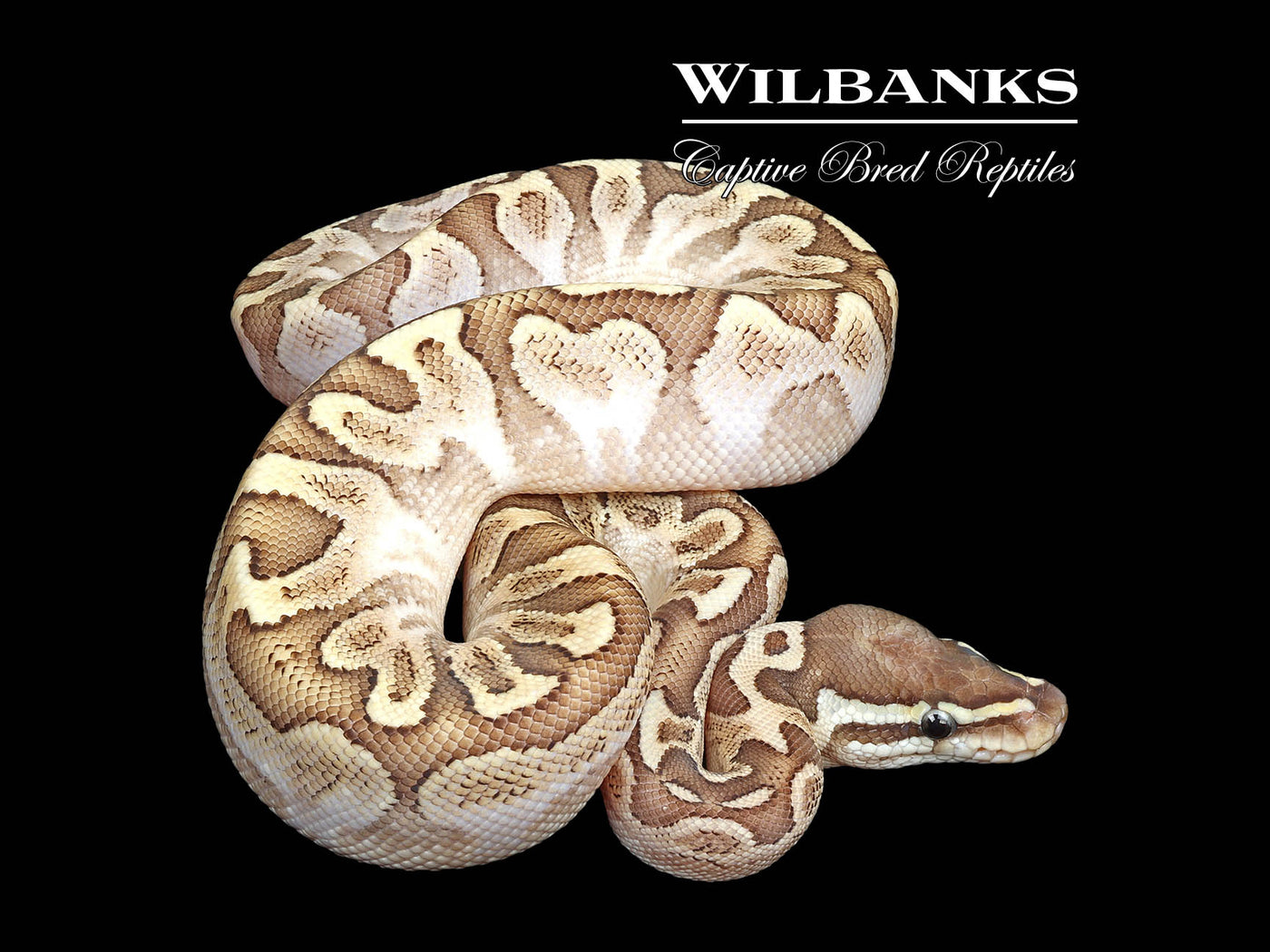 Bamboo Sugar Yellow Belly Ball Python ♂ '25