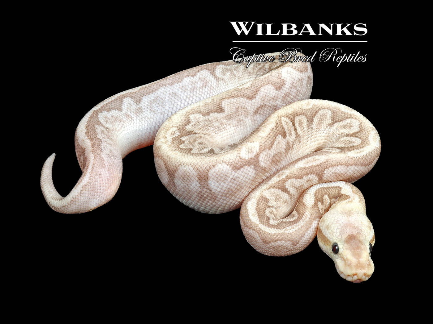 Bamboo Black Pewter Yellow Belly Ball Python ♂ '25