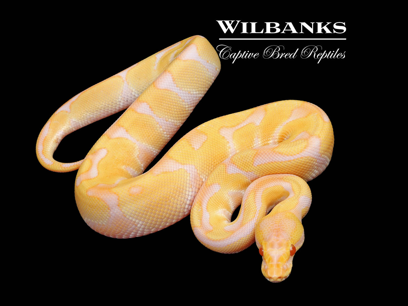 Albino Enchi Ball Python ♂ '25