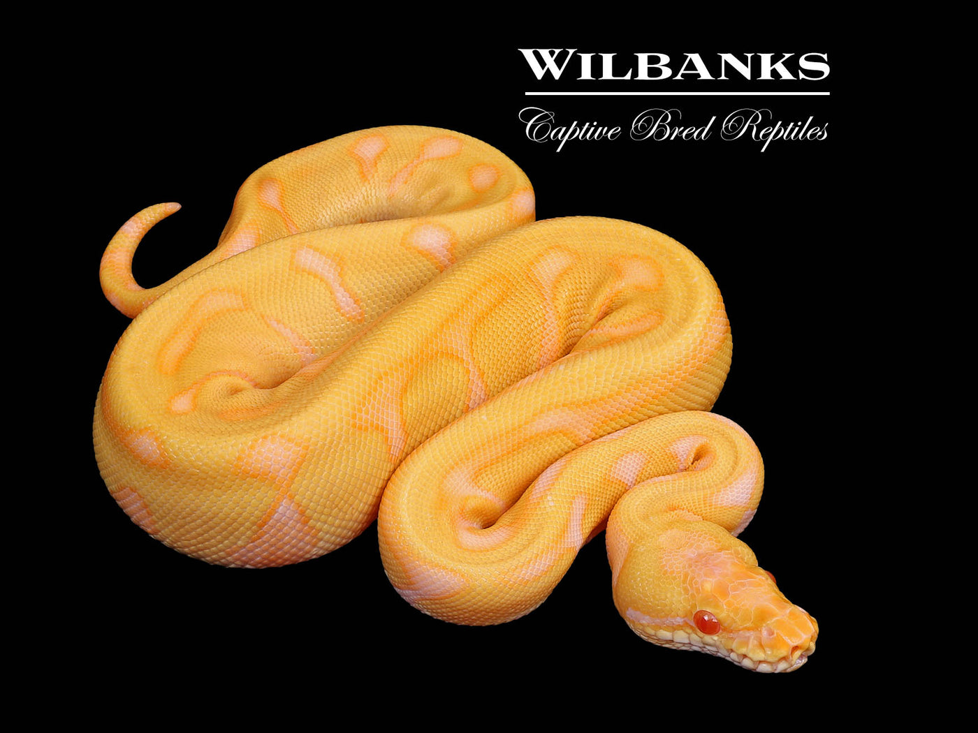 Albino Leopard Enchi Ball Python ♀ '25