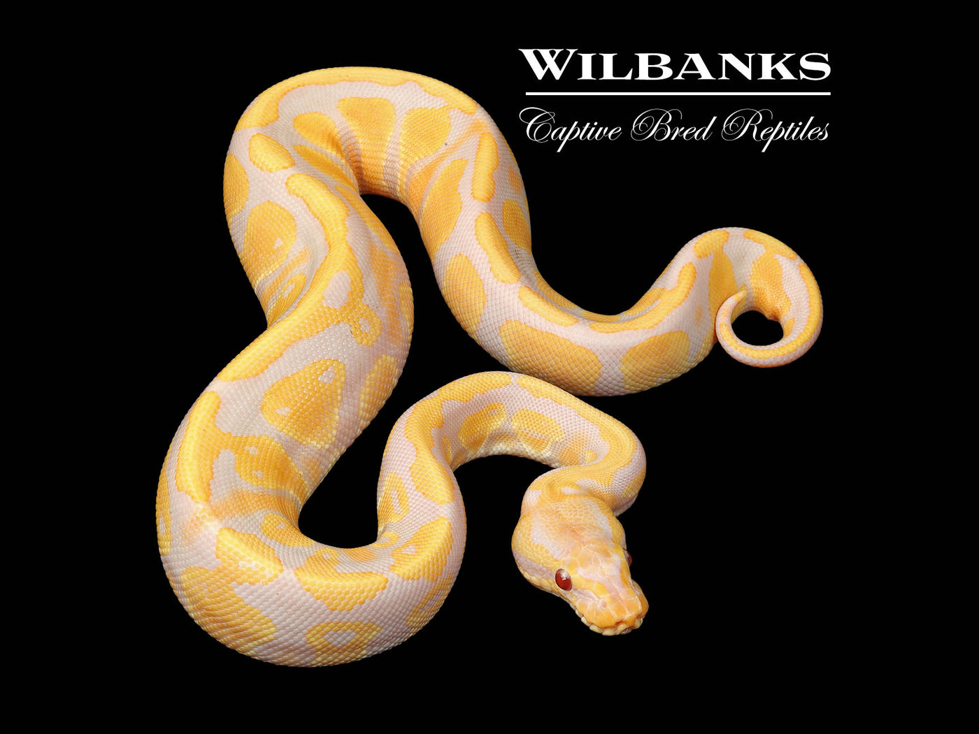 Mahogany Candy Ball Python ♀ '25