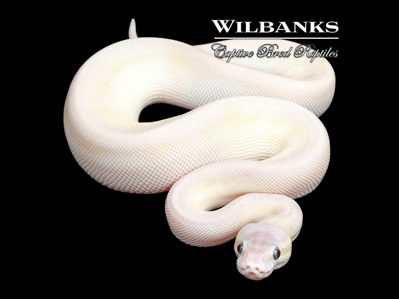 Pewter Crystal 100% Het. Hypo Ball Python ♀ '25