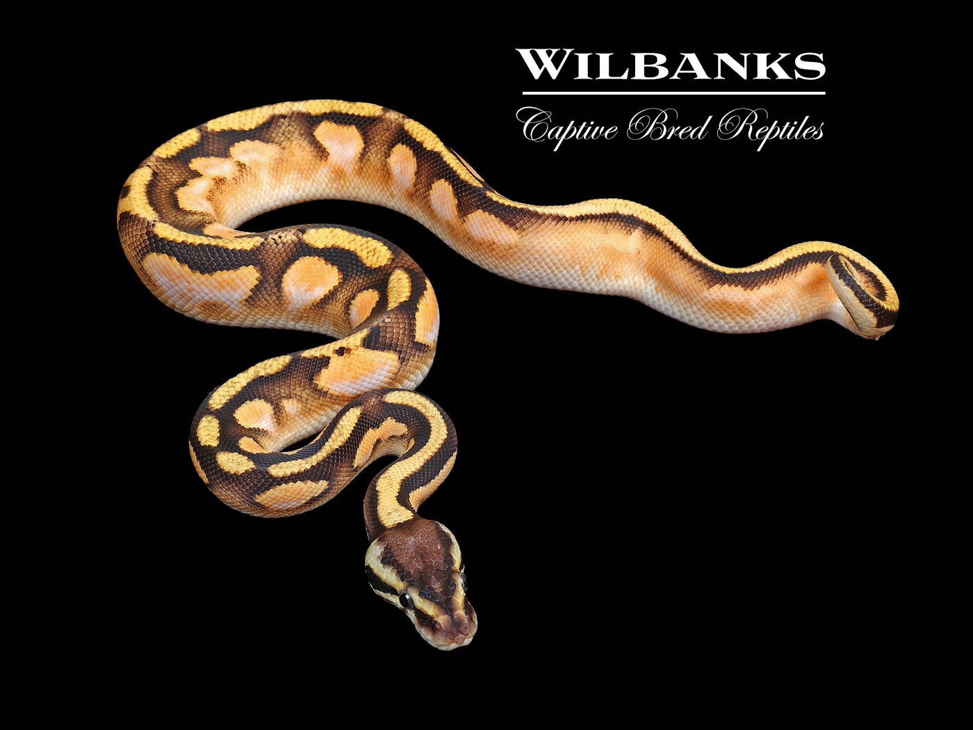 Orange Dream SugarFly Ball Python ♂ '25