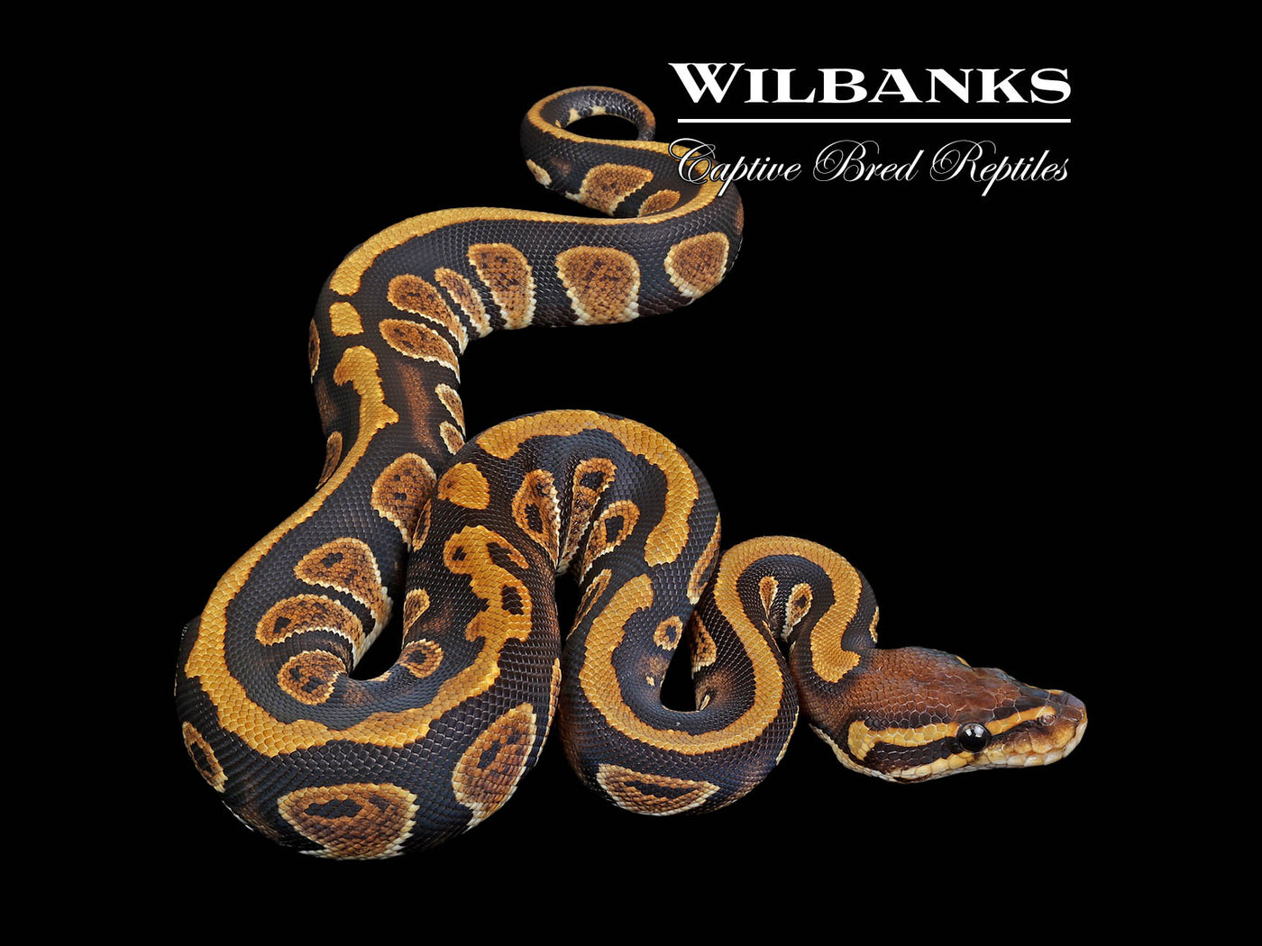 Stranger 100% Het. Hypo 66% PH Clown Ball Python ♀ '25