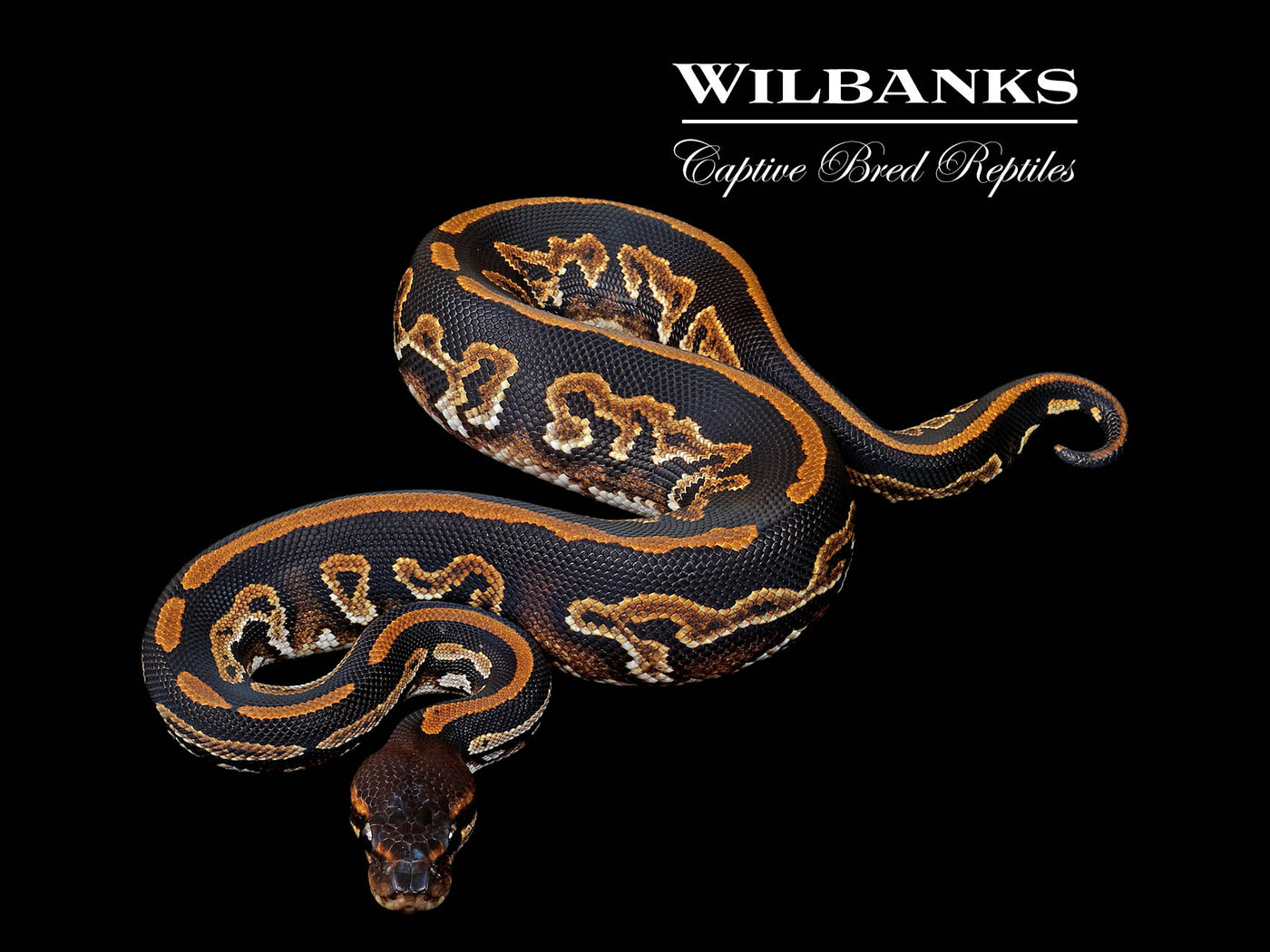 Phantom Mahogany Ball Python ♂ '25