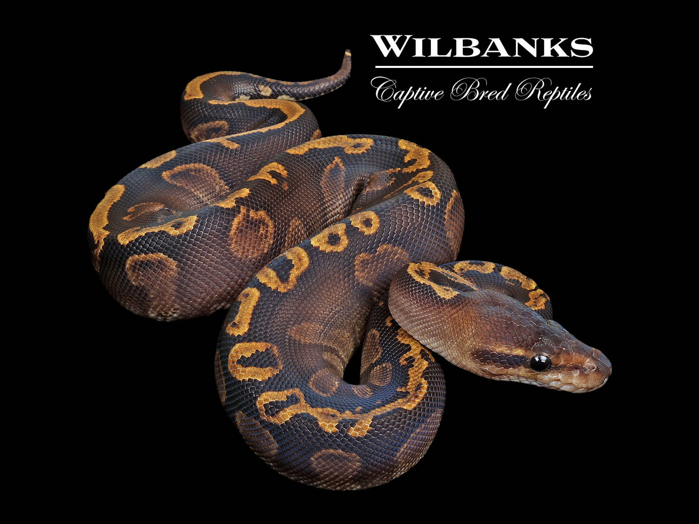 Mahogany Mojave GHI Ball Python ♀ '25