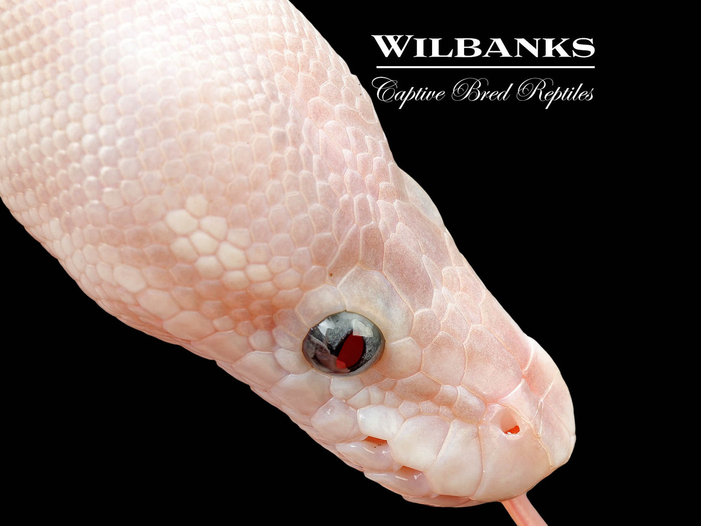 Blue Eyed Leucistic (Super Mojave) Ball Python ♀ '25