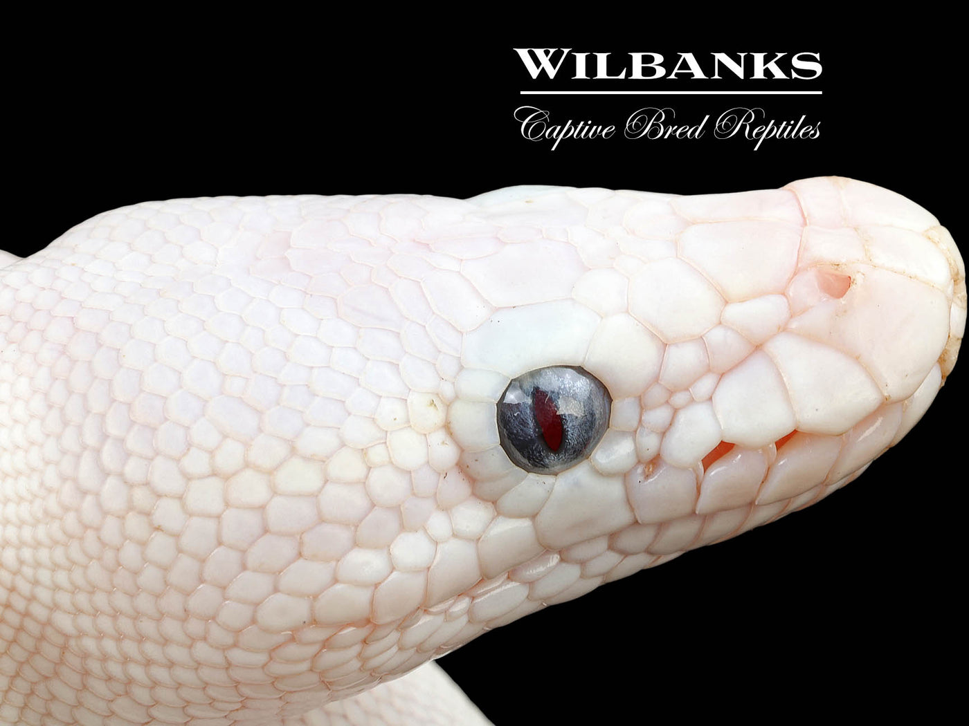 Blue Eyed Leucistic (Mojave Butter) Ball Python ♂ '25