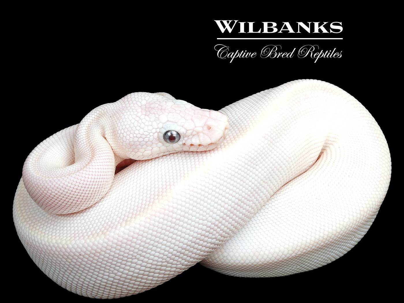 Blue Eyed Leucistic (Mojave Butter) Ball Python ♀ '25