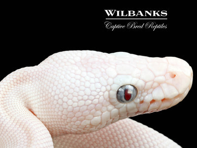 Blue Eyed Leucistic (Mojave Butter) Ball Python ♀ '25