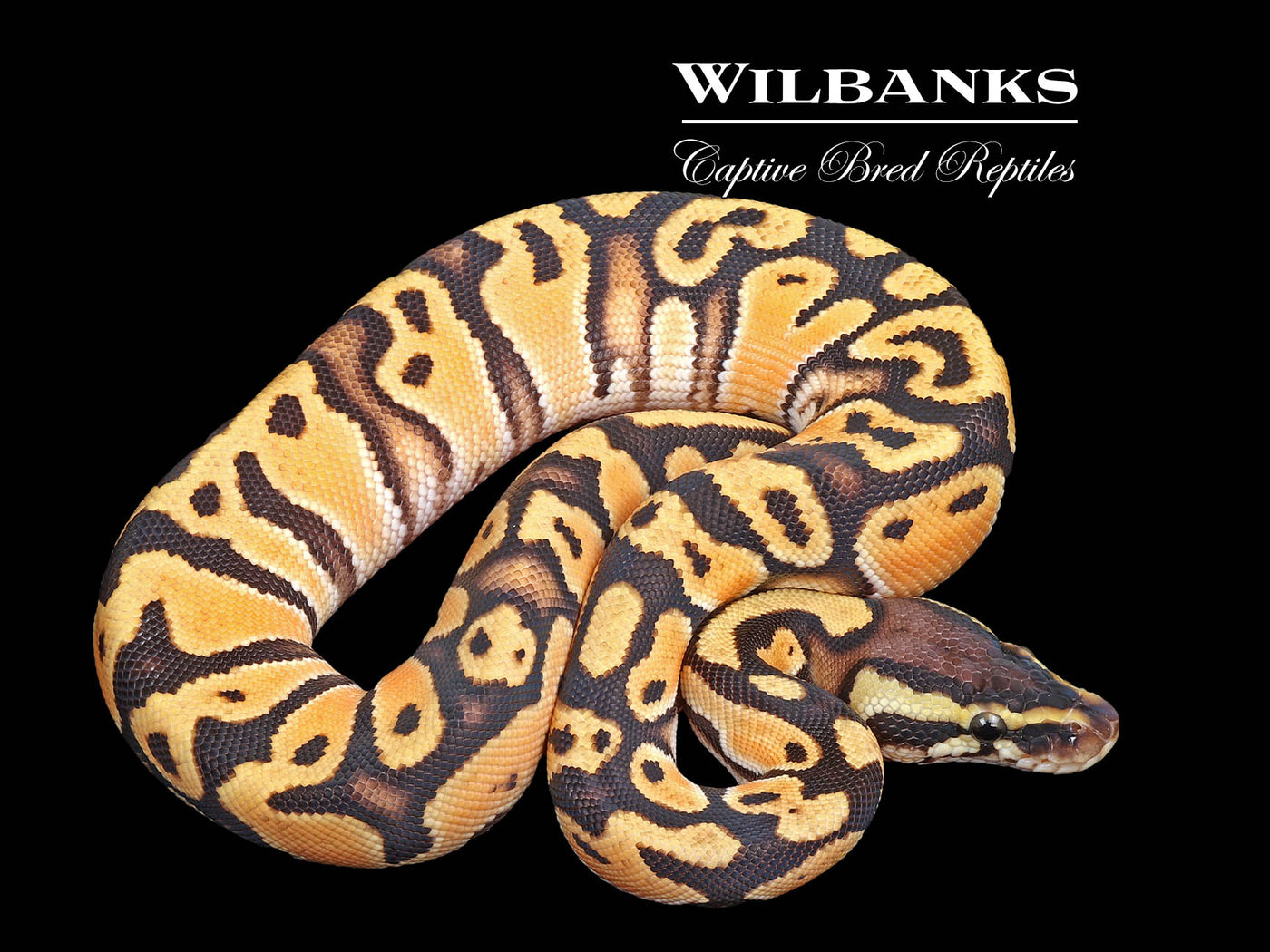 Super Orange Dream Pastel Ball Python ♀ '25