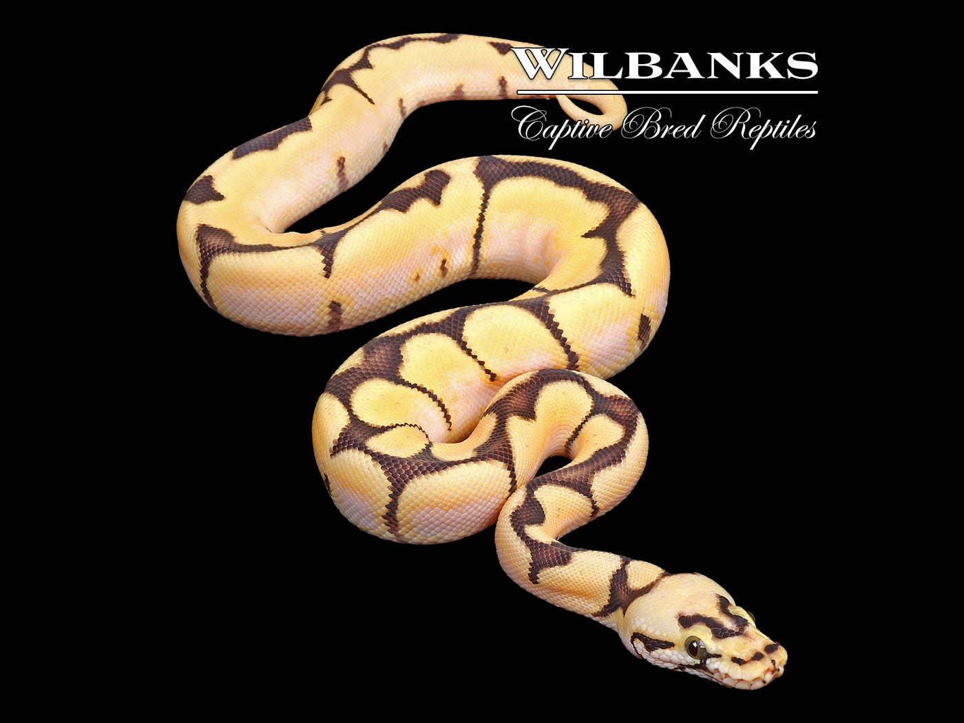 Dream Bee Ball Python ♂ '25