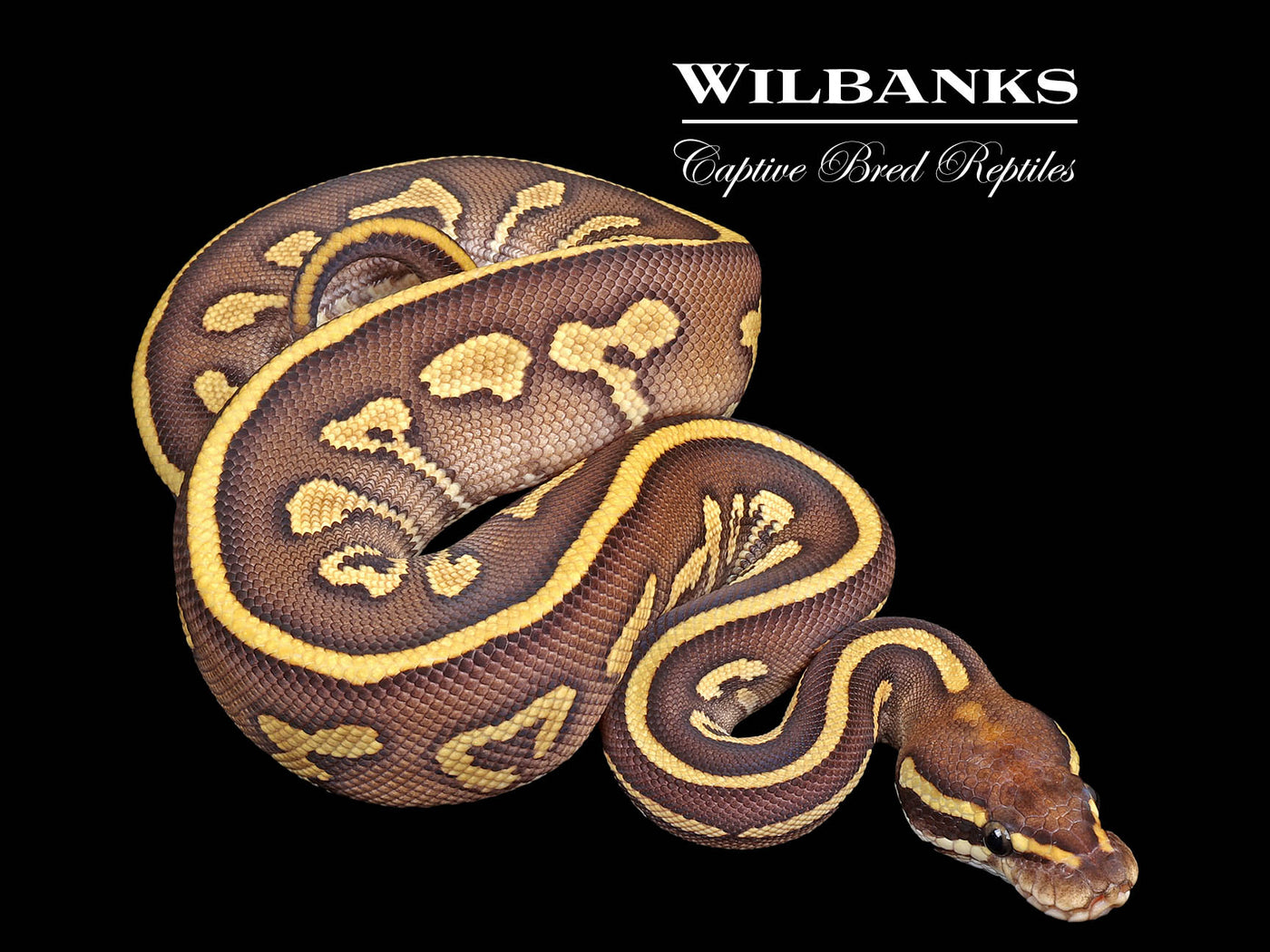Leopard Butter Yellow Belly Ball Python ♀ '25