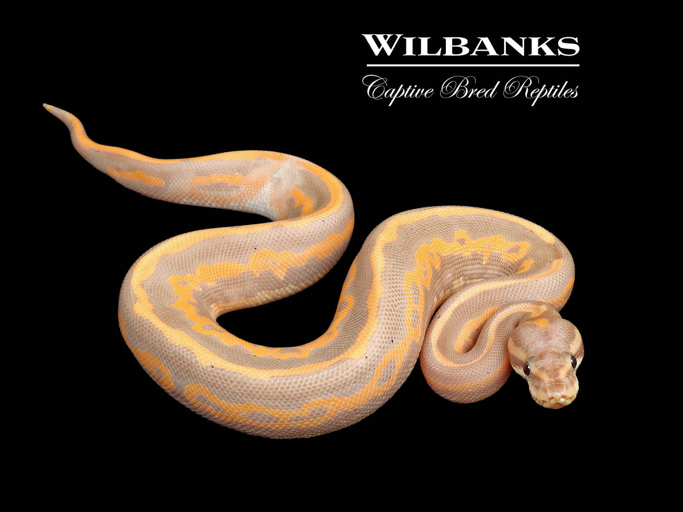 Banana Cinnamon Leopard Yellow Belly Ball Python ♂ '25