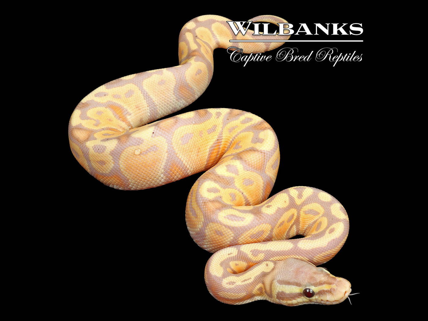 Banana Pastel Ball Python ♀ '25