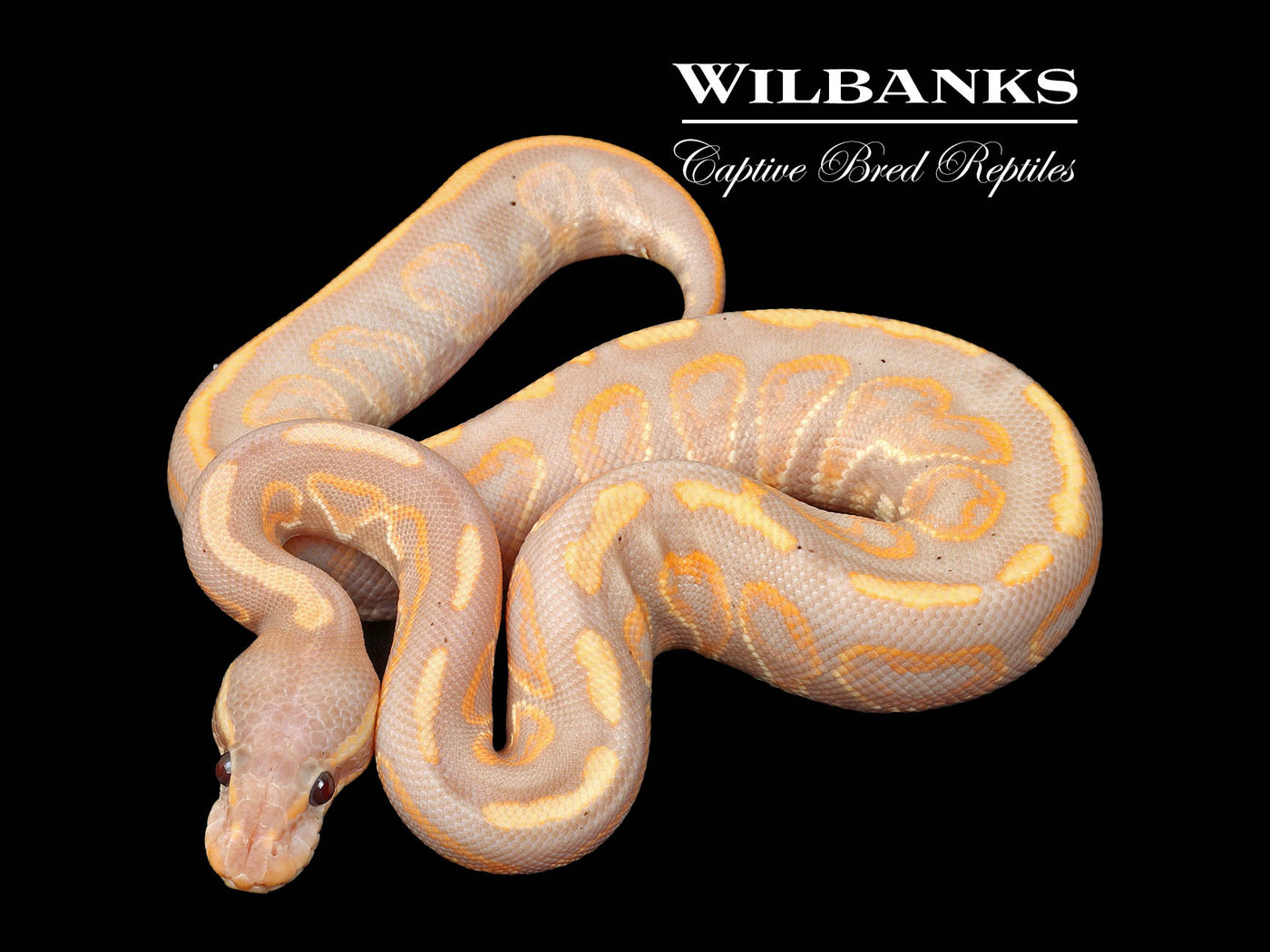 Banana Black Pastel Ball Python ♂ '25