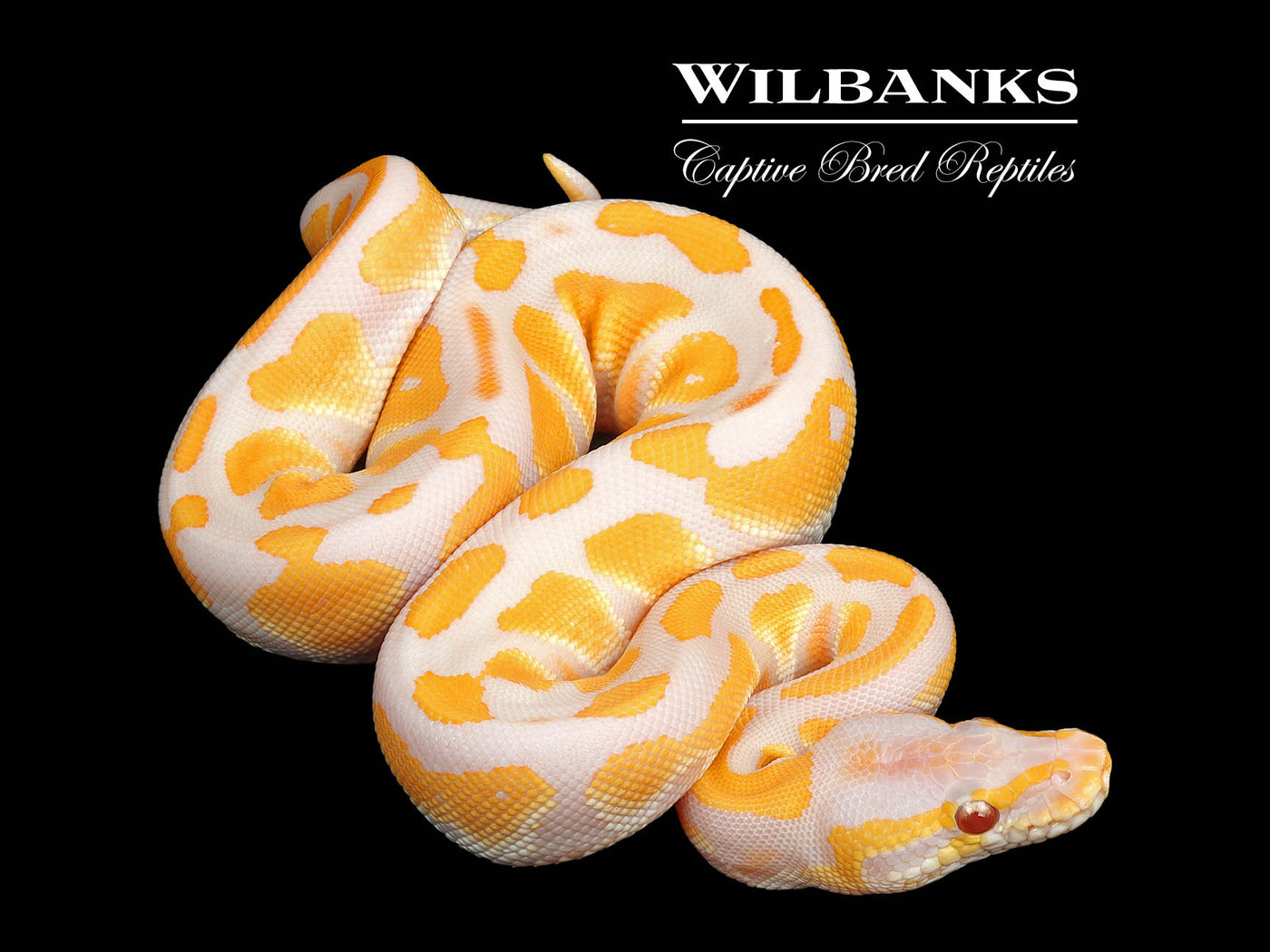 Lavender Albino Blackhead Ball Python ♀ '25