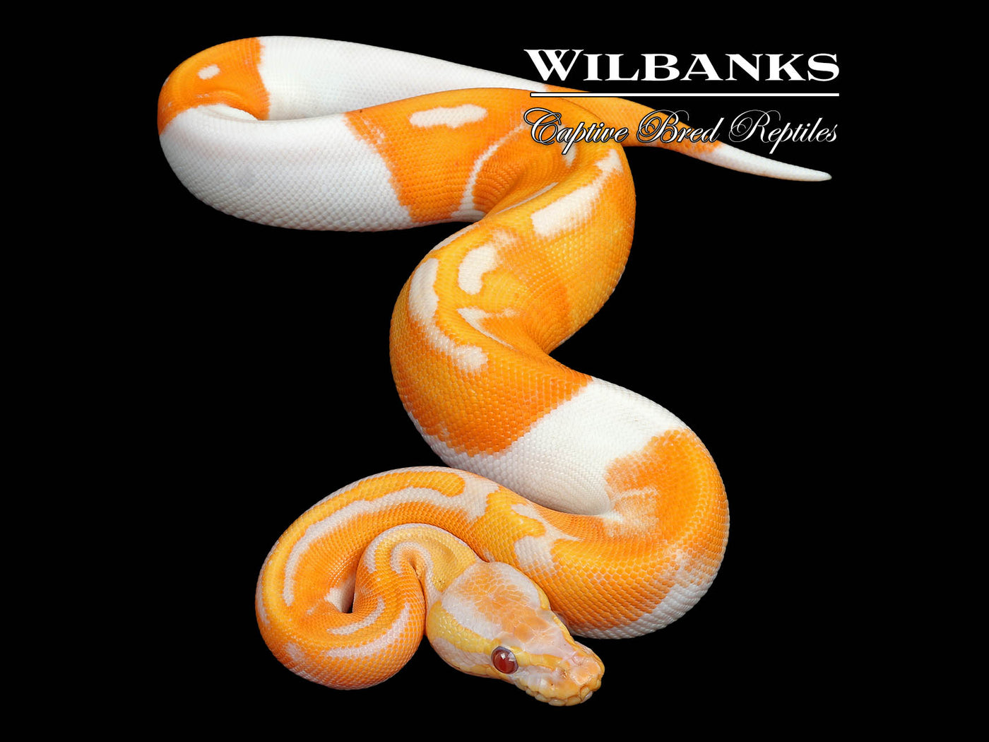 Dreamsicle Lavender Pied Ball Python ♀ '25