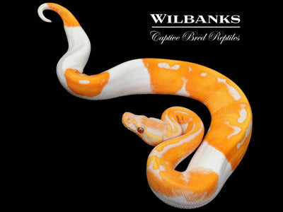 Dreamsicle Lavender Pied Ball Python ♀ '25