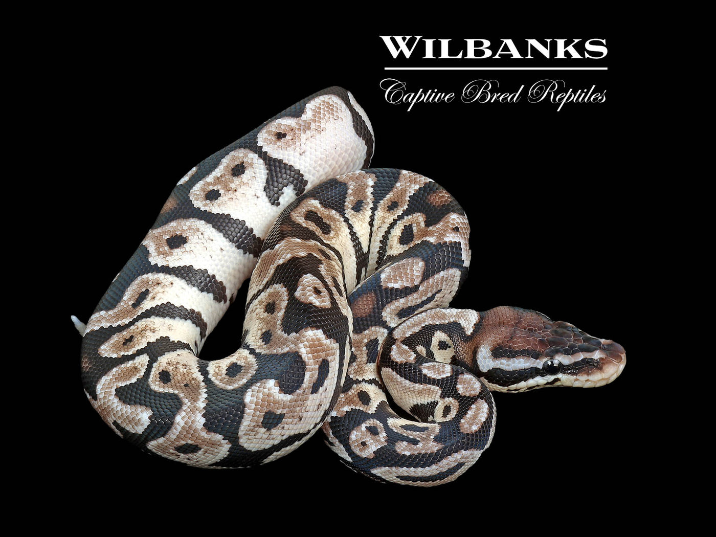 Pastel Black Axanthic Ball Python ♂ '25
