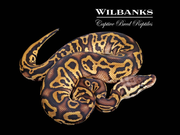 Pastel Leopard Ball Python ♂ '26