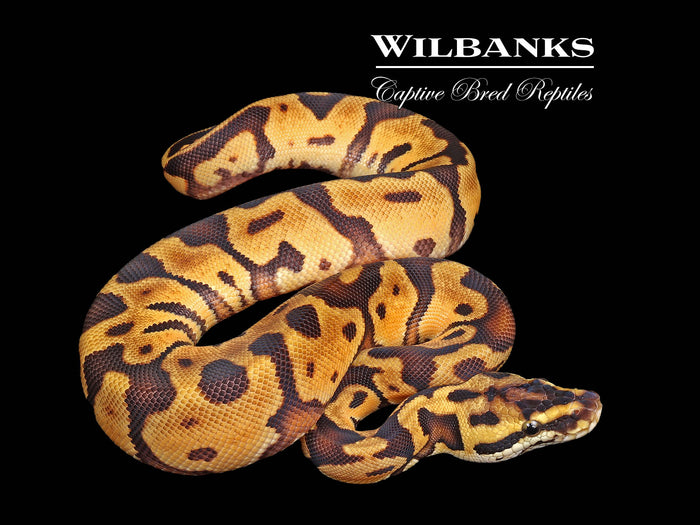 Pastel Enchi Leopard Ball Python ♀ '26