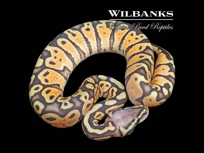 Pastel Ghost Ball Python ♀ '26