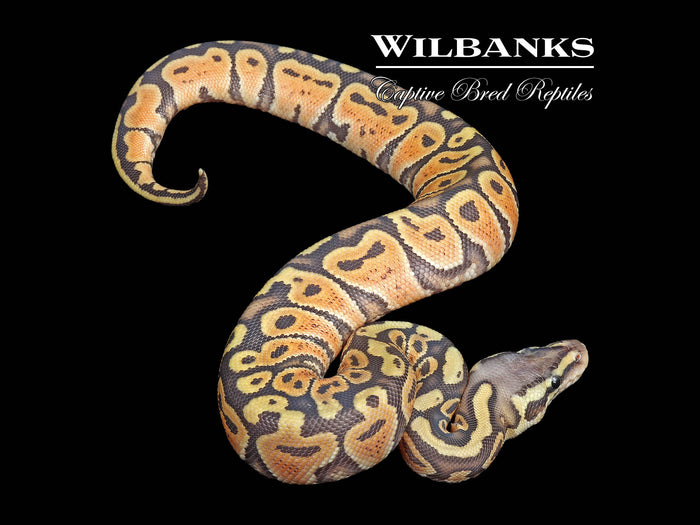 Pastel Ghost Ball Python ♀ '26