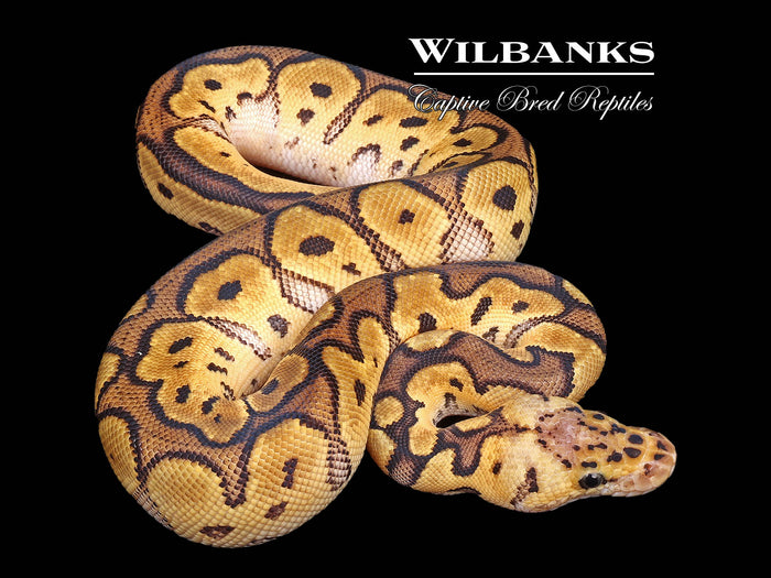 Pastel Clown 100% Het. Pied Ball Python ♀ '26