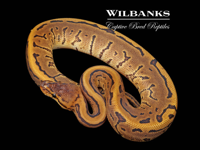 Leopard Pinstripe 100% Het. Albino Ball Python ♀ '26