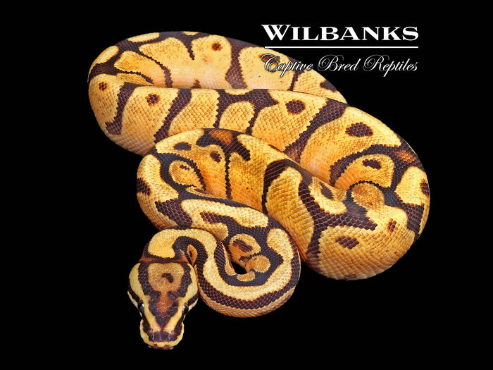 Enchi Spotnose Spark Ball Python ♂ '26