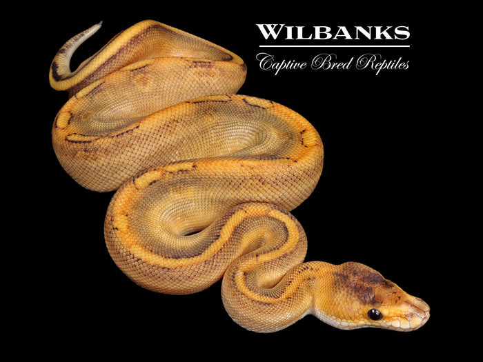 Champagne Ball Python ♂ '26