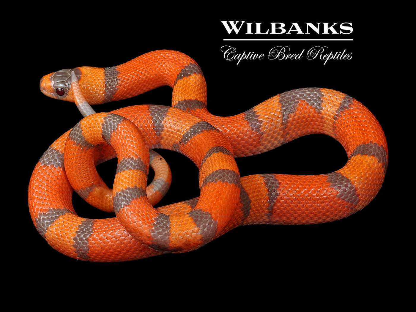 Tangerine Hypo Honduran Milksnake ♂ '24