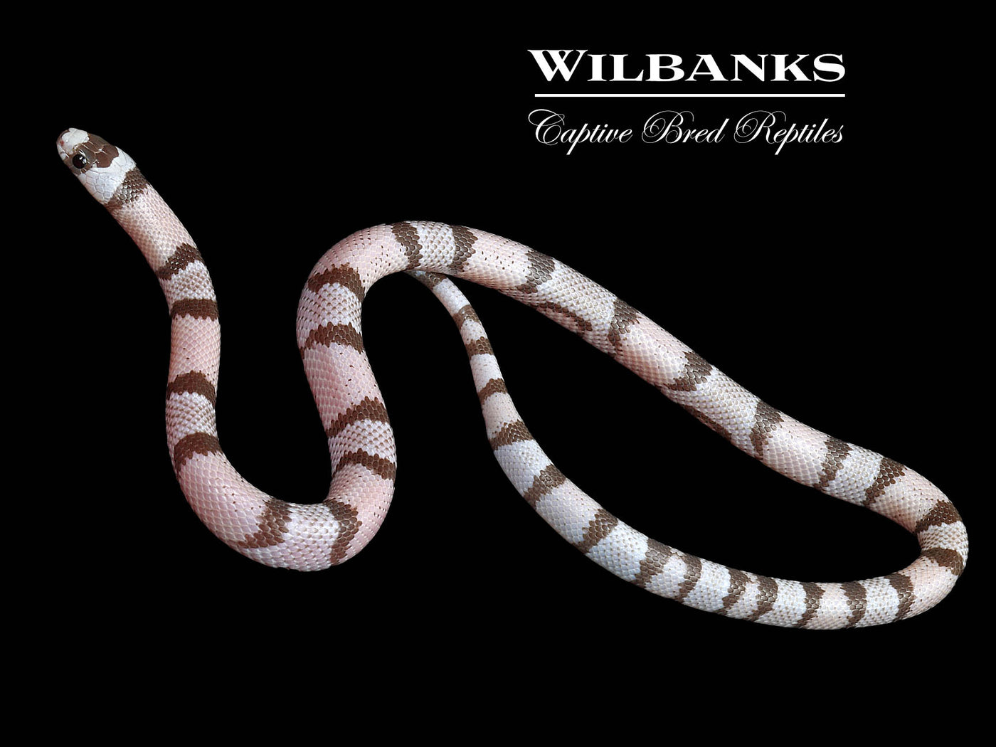 Ghost (Hypo Anerythristic) Honduran Milksnake ♀ '24