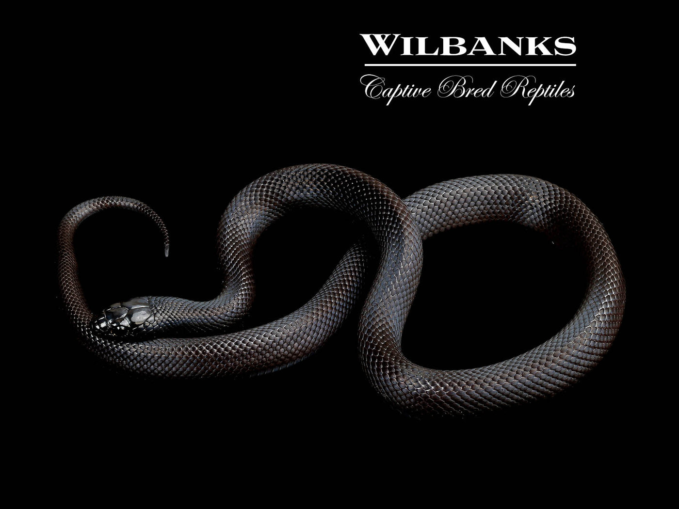 Mexican Black Kingsnake ♂ '24