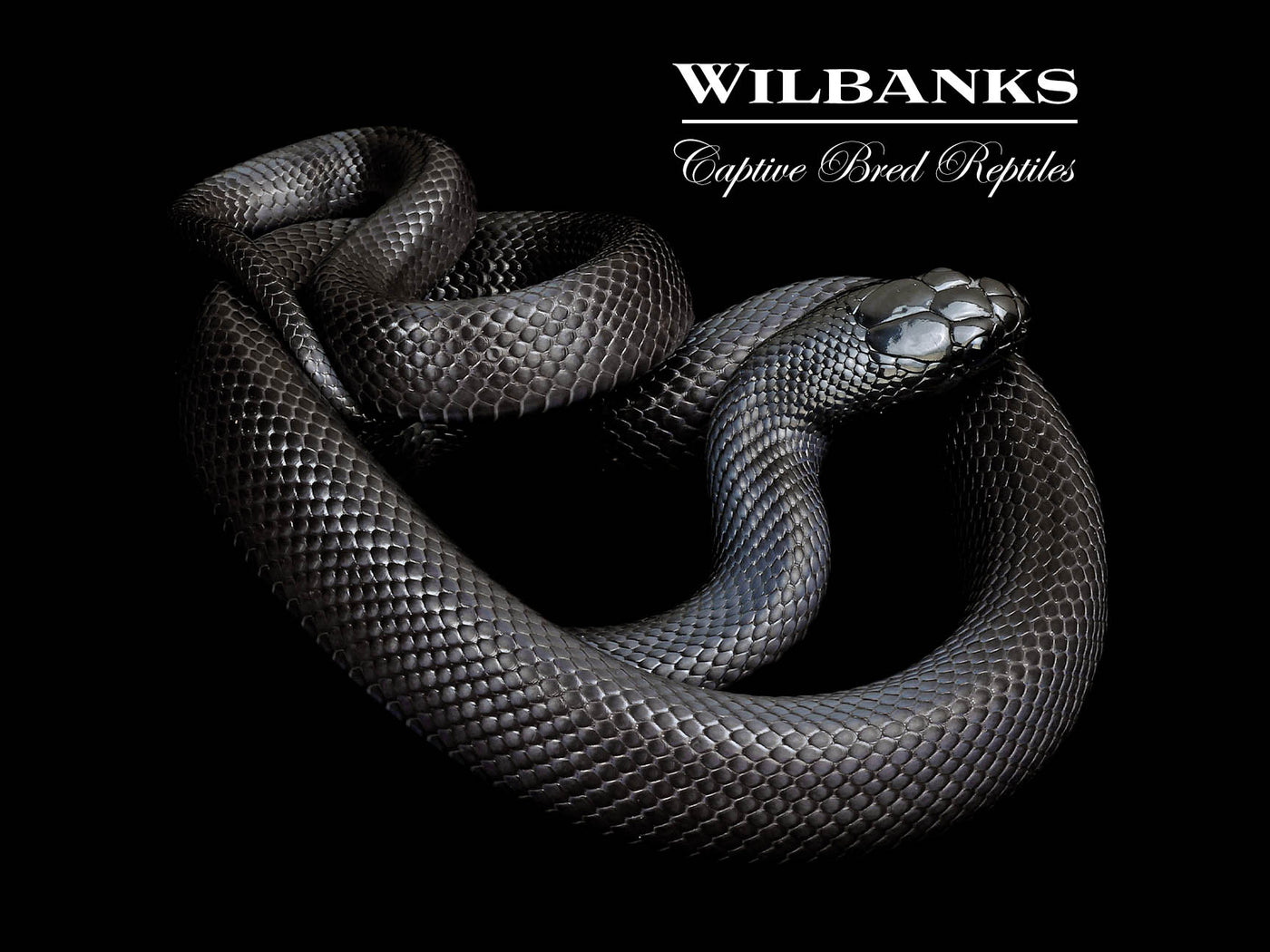 Mexican Black Kingsnake ♀ '24