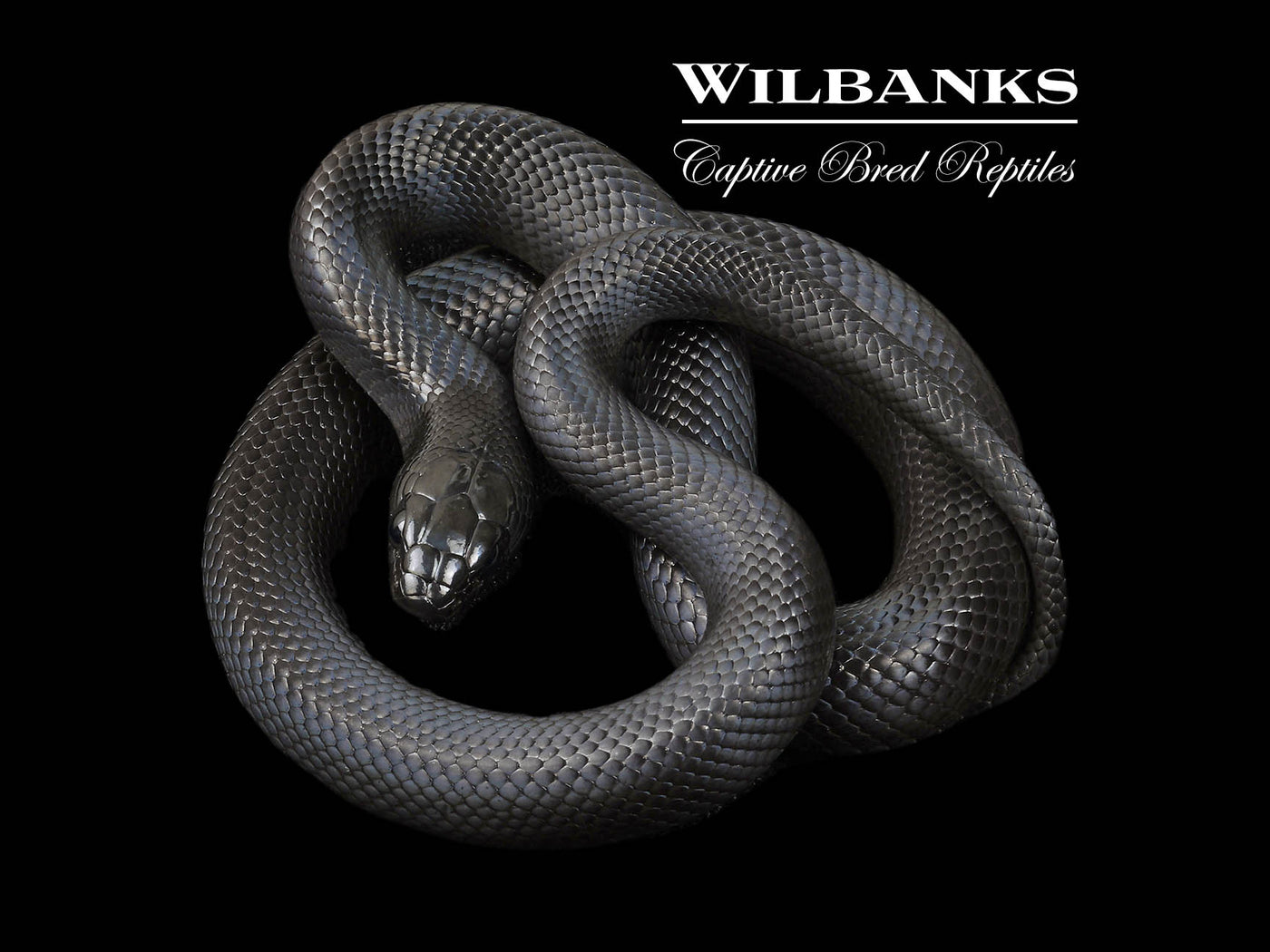Mexican Black Kingsnake ♂ '24