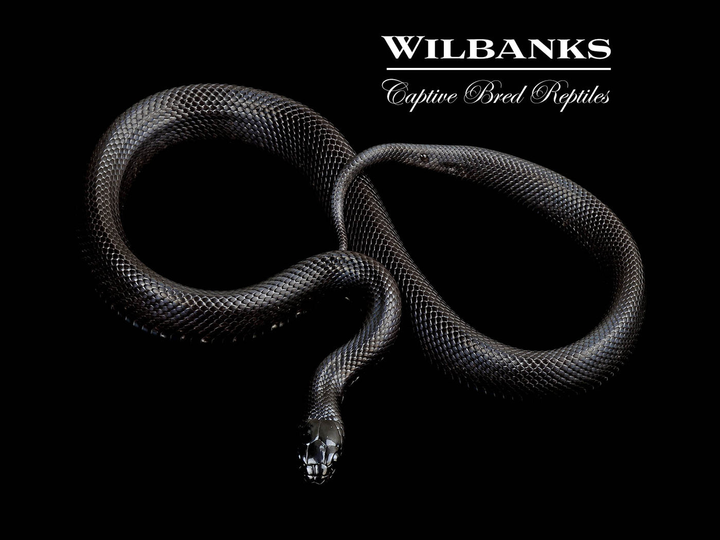 Mexican Black Kingsnake ♀ '24