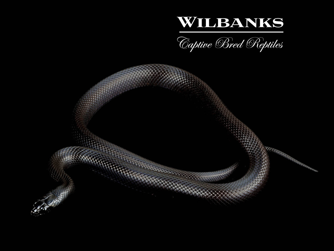 Mexican Black Kingsnake ♂ '24